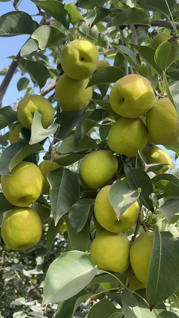 新疆库尔勒香梨梨子产地直发脆甜多汁皮薄肉厚新鲜水果生活