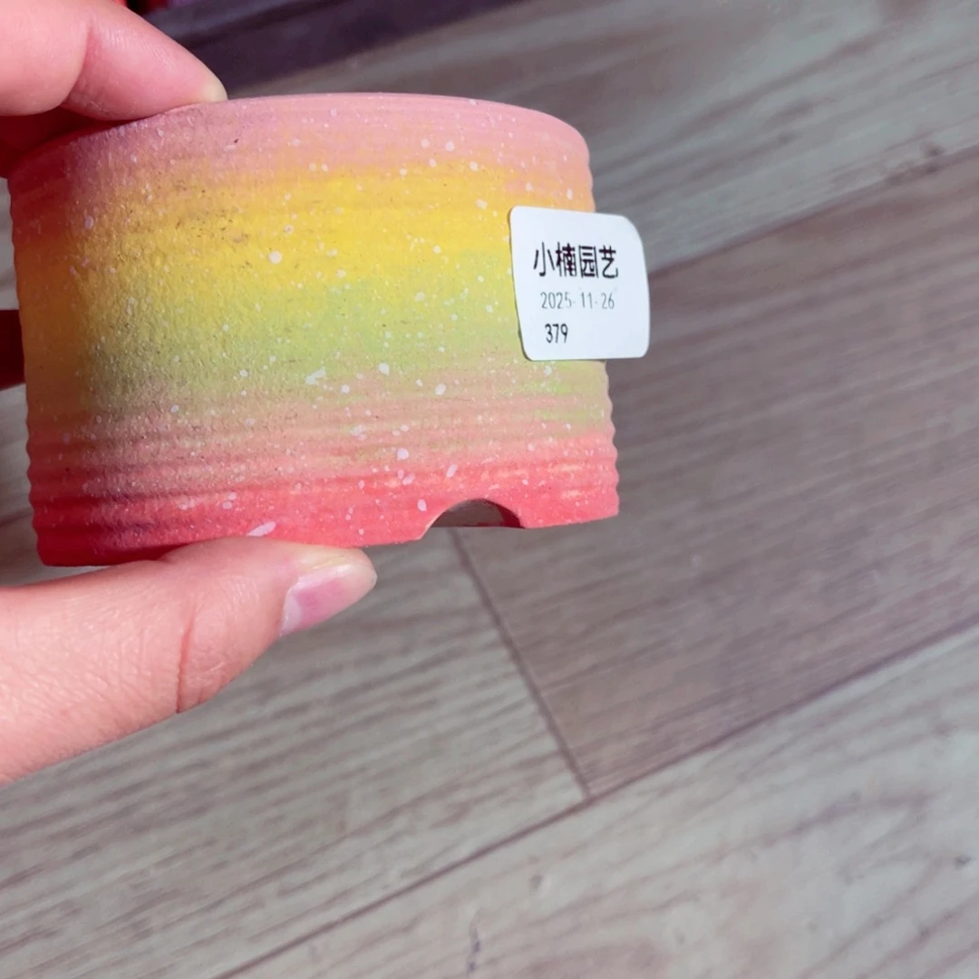 ～***～379号带盆包邮发货