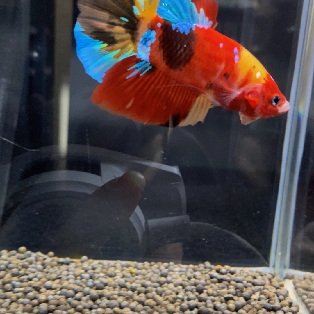 斗鱼320巨斗111111