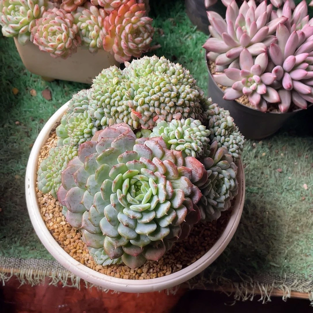 无砍老桩白胖子多肉