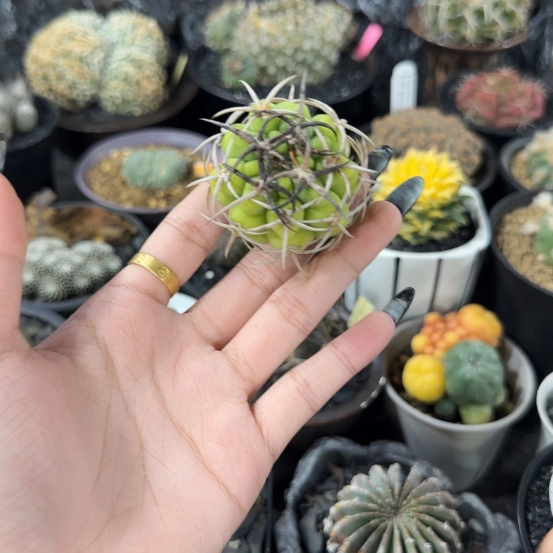 黄体碧岩玉裸鄂4.3cm