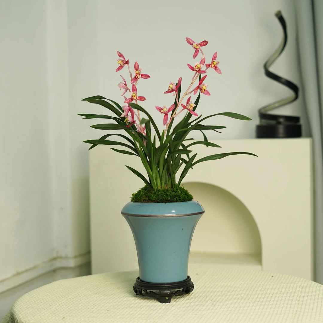 【红香妃】建兰名品兰花 5苗不带花剑陶瓷盆种好基地直发花期8月