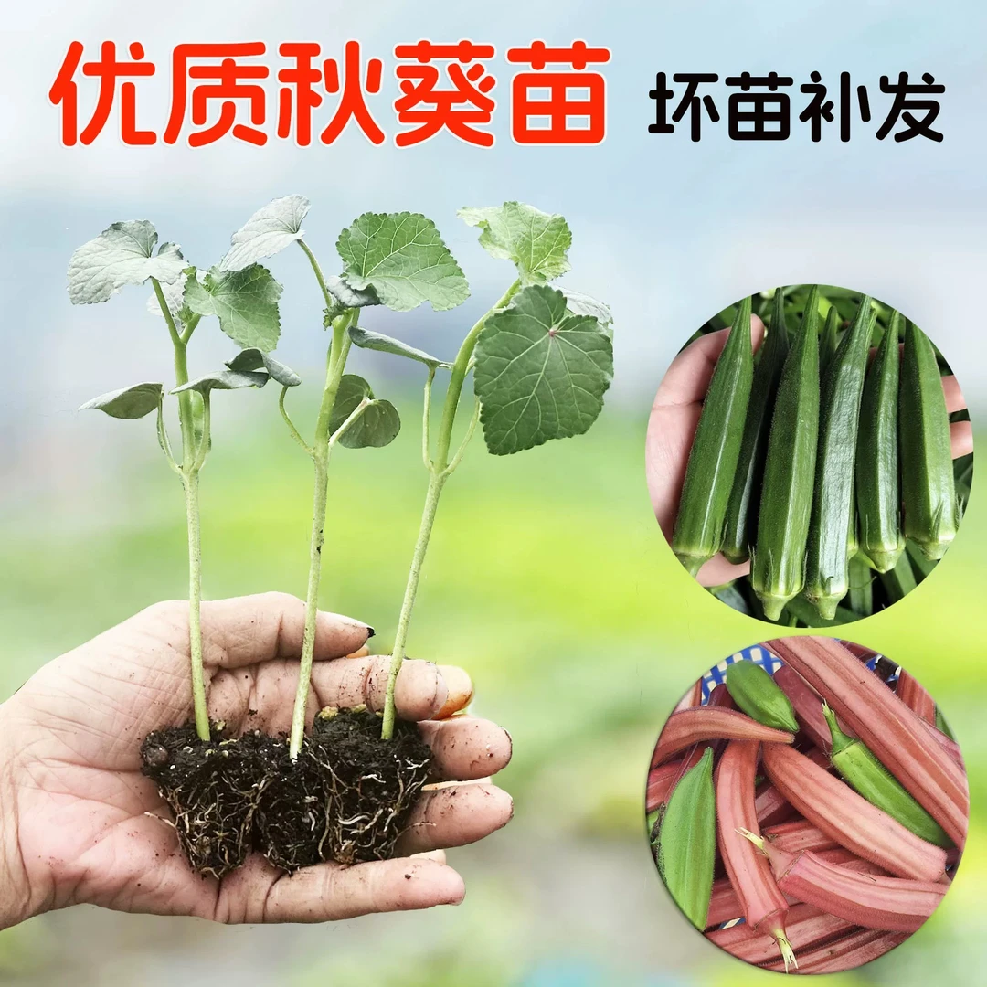 水果秋葵苗秧苗黄红秋葵种孑籽带土菜籽大全蔬菜苗秧苗农家阳台