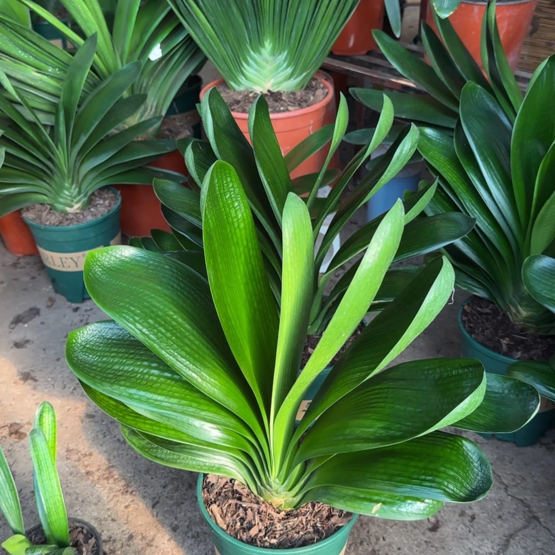 完全开放两颗200元的