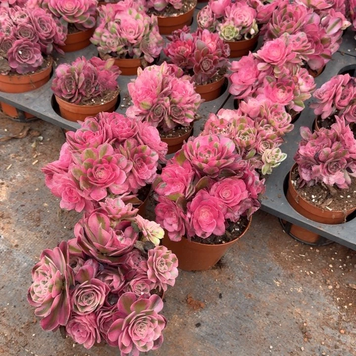 荔枝朵朵带盆土发货