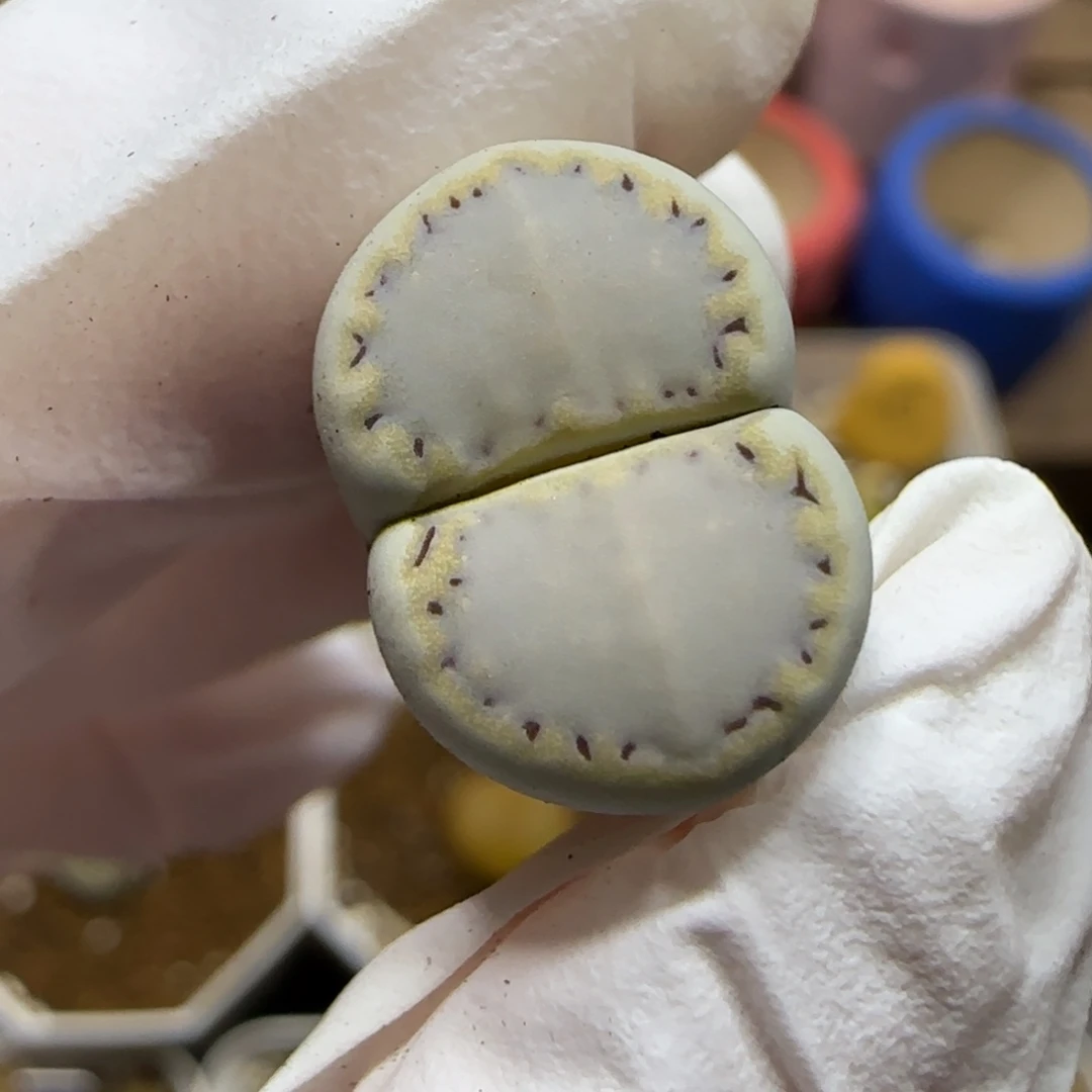 10.26.  1621.6糖霜饼干  .9021上播福利