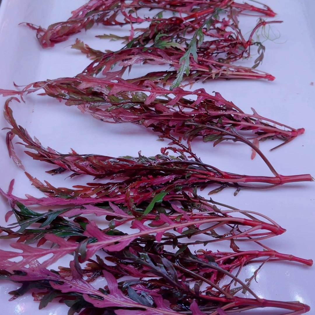 Uk雨裂水蓑衣一份