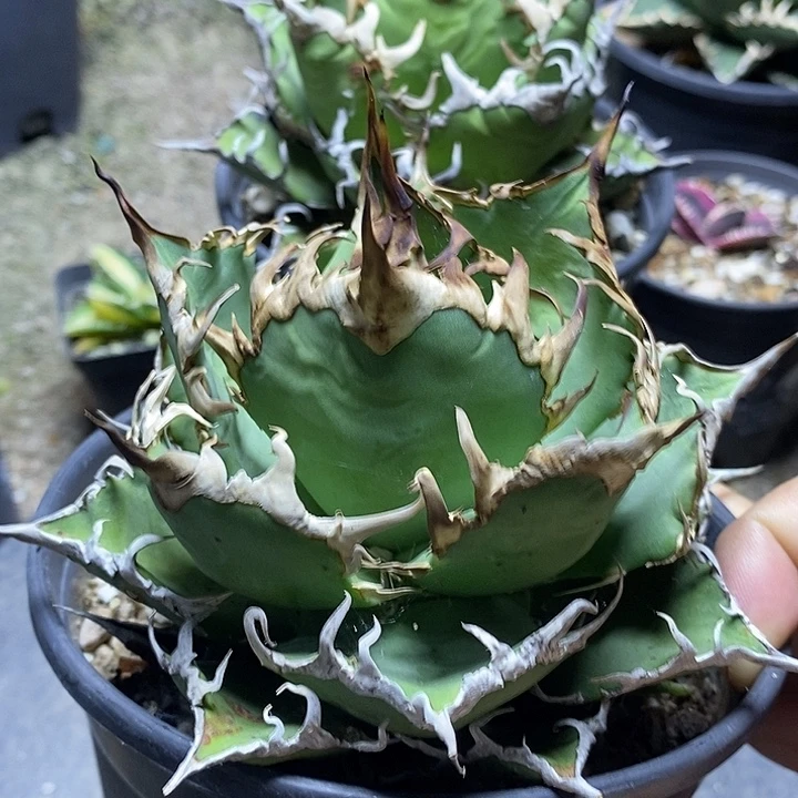 龙舌兰科凯撒一个