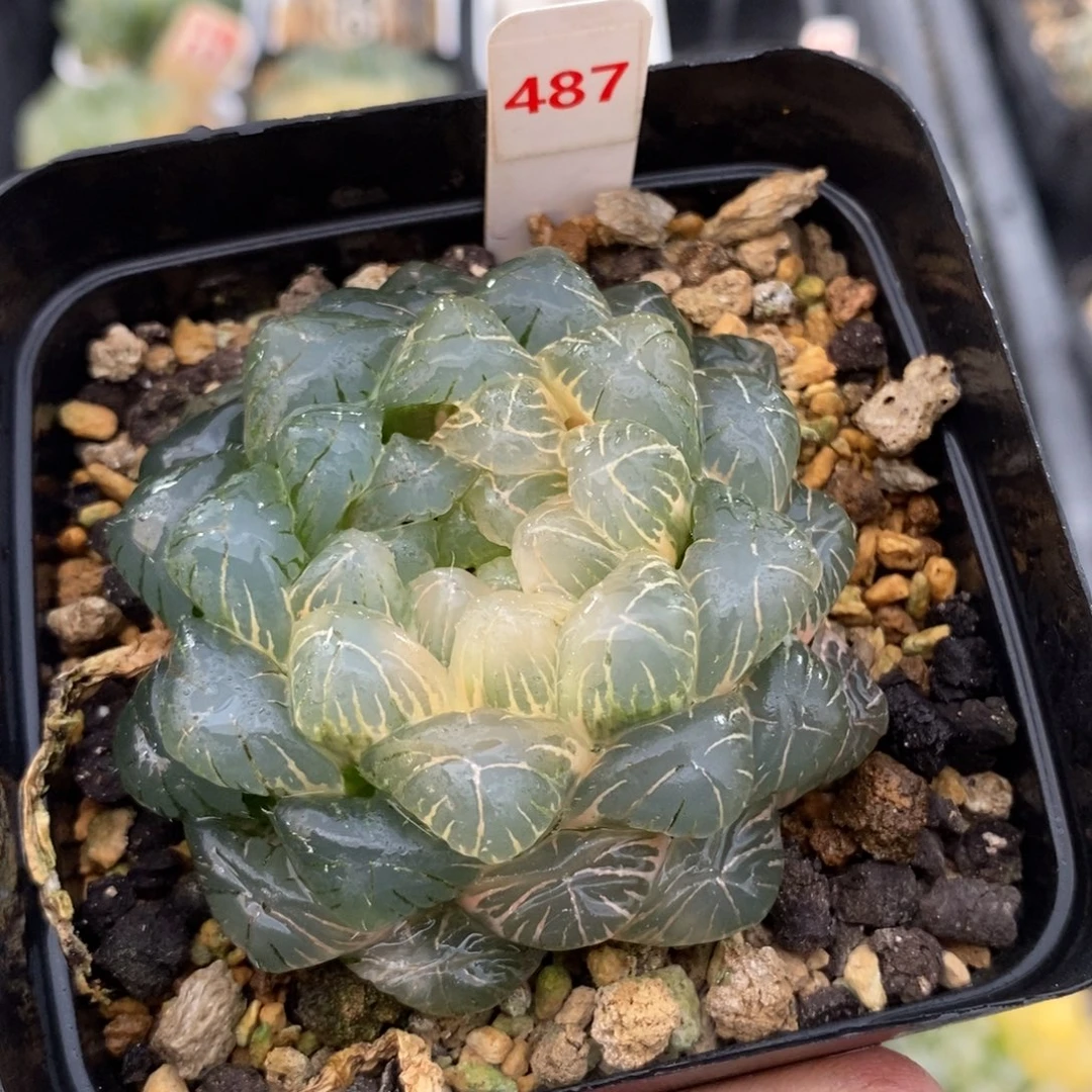 487实生湖斑湖水玉露锦