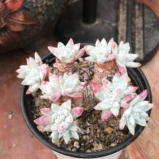 丸叶白菊仙女棒杯