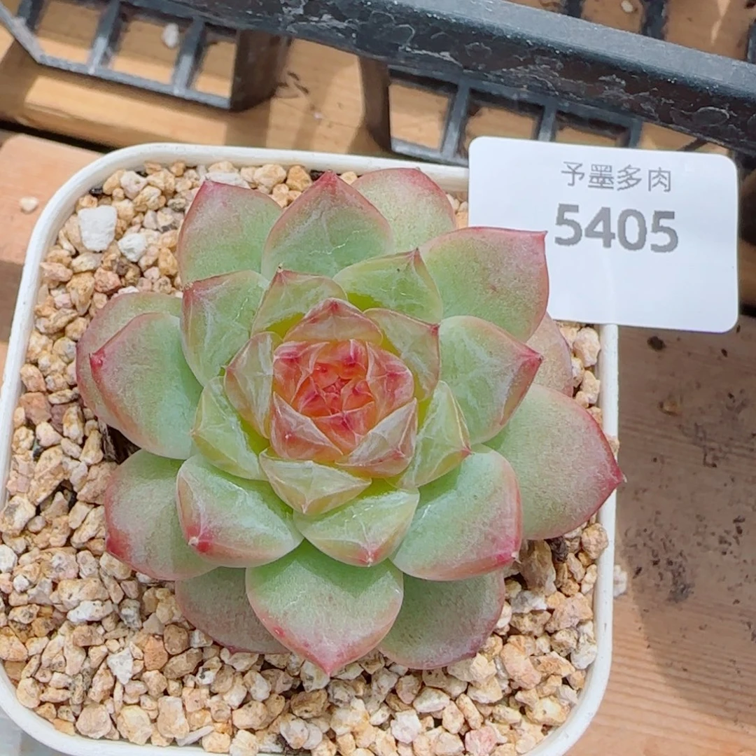 孤品糖心，5405多肉植物