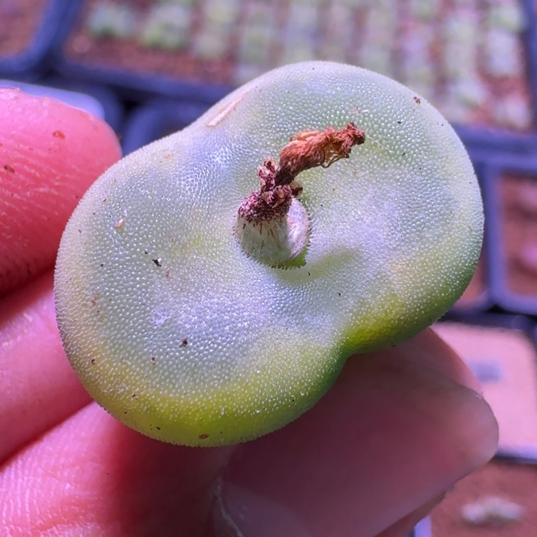 关****店云缦精品番杏21.22