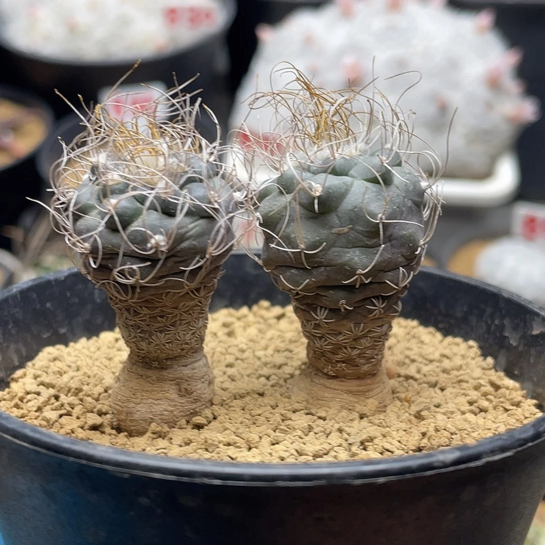 实生两颗长城丸娇丽仙人球