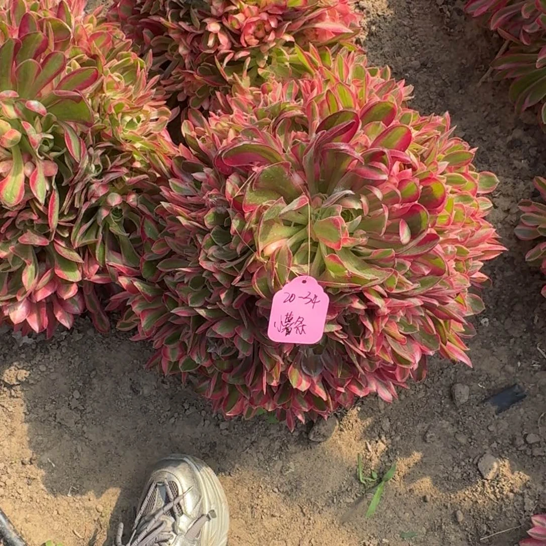 小*条法师男神20-34嫩桩寄养