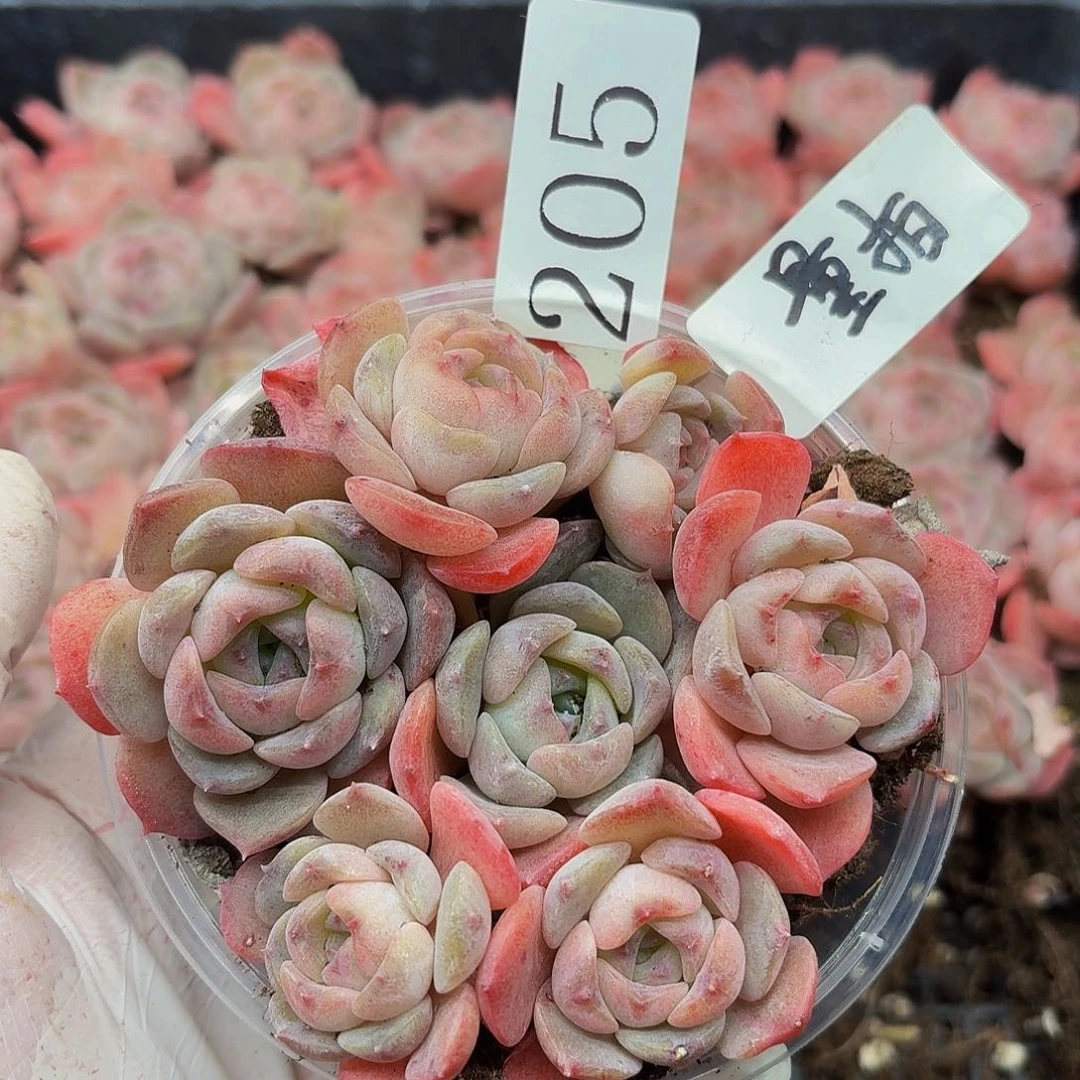 多肉植物多肉植物205量拍