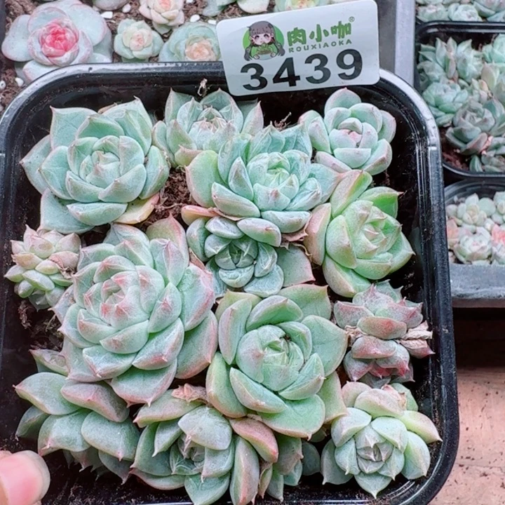 多肉植物多肉植物