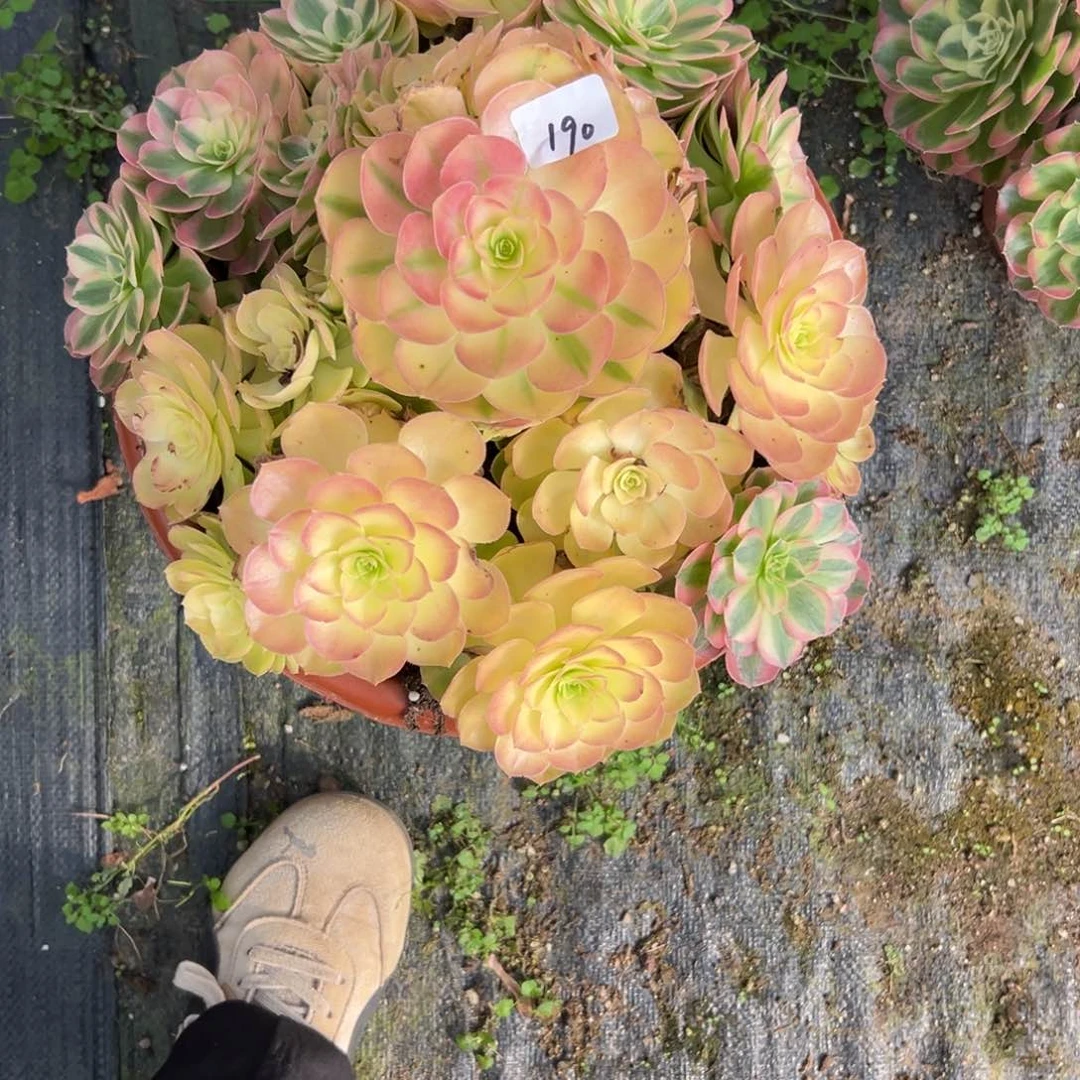 190雨荷多肉多肉多肉