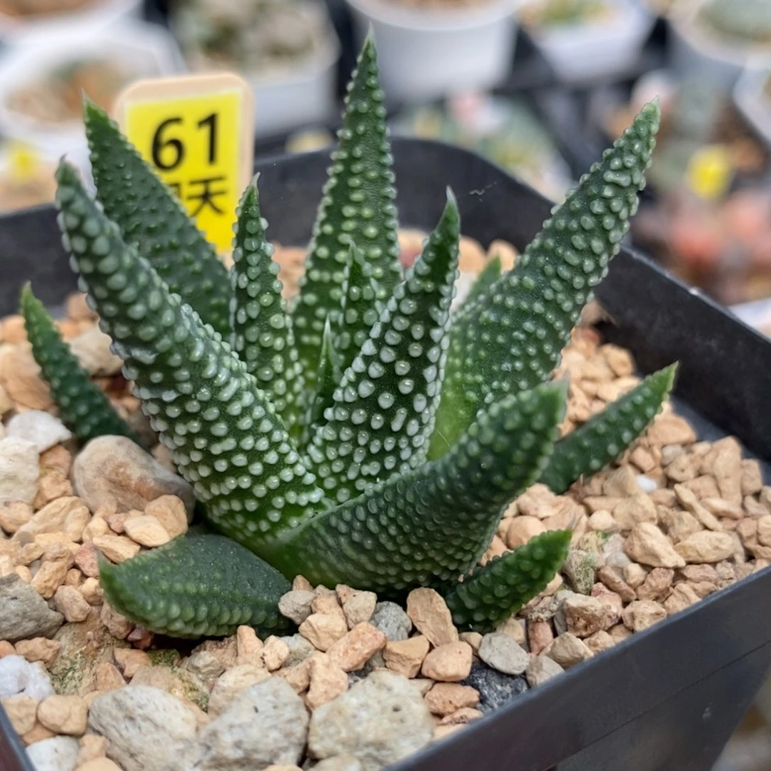 61地上星一物一拍的