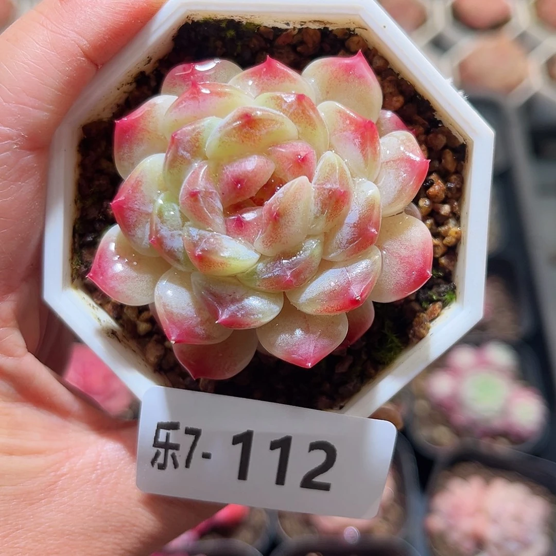 乐7-112 秘境冰魄