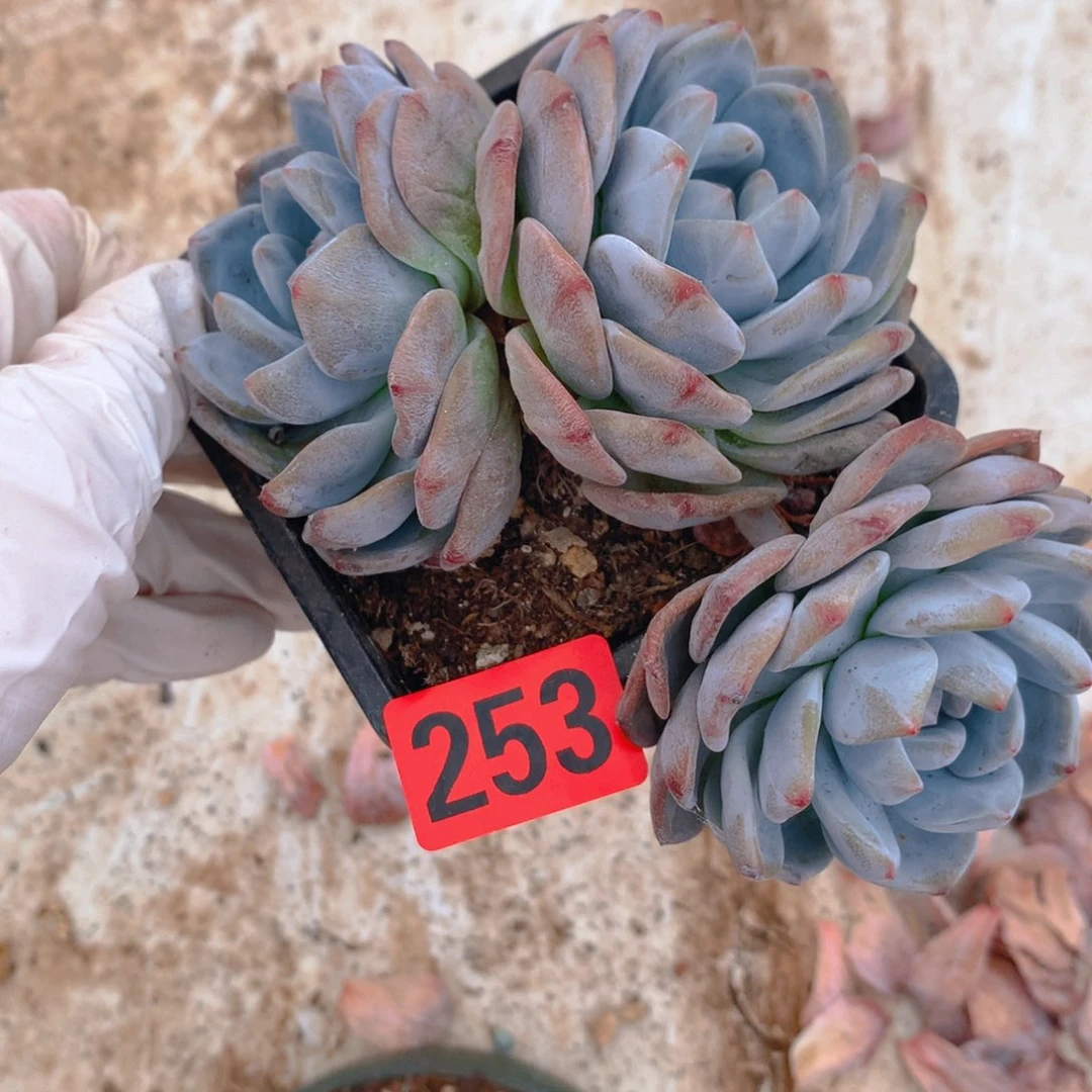 253石榴汁星影飘枝