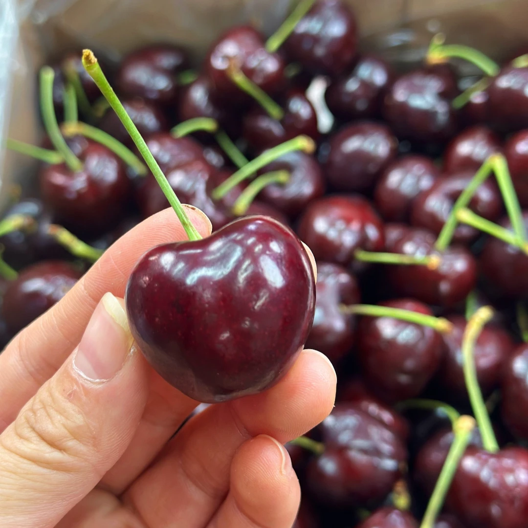 【青白江同城配送】智利海运JJJ车厘子198/5斤净重桑提娜樱桃智利共和国