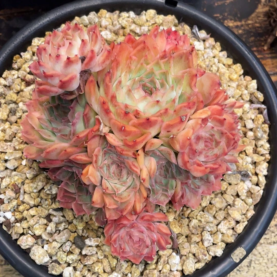 多肉植物一物一拍