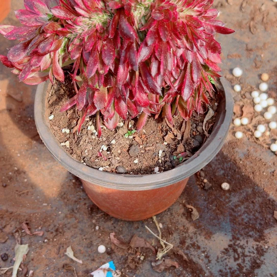 我1182 号多肉法师新年特价