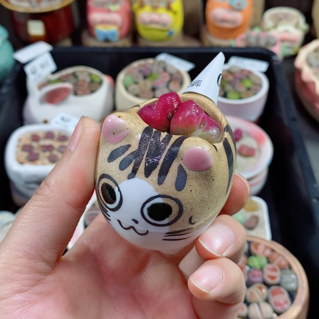 生石花花花花花花花68