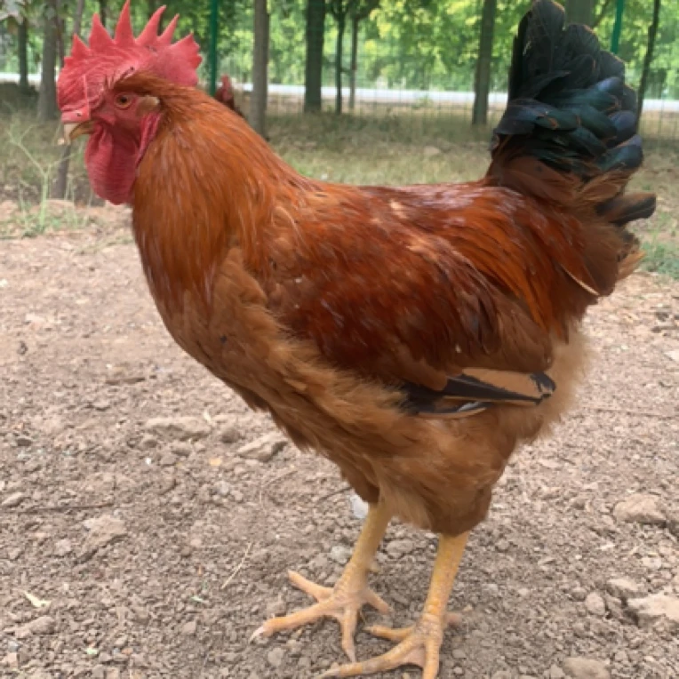 红羽王大公鸡现宰现发毛重7斤左右火锅食材