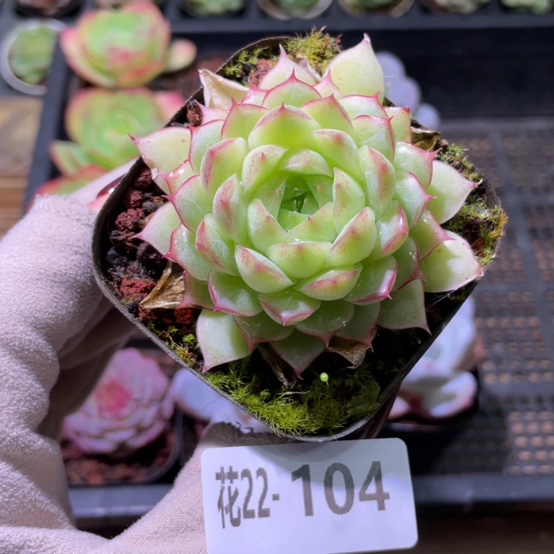 花利美22-104女王玫瑰