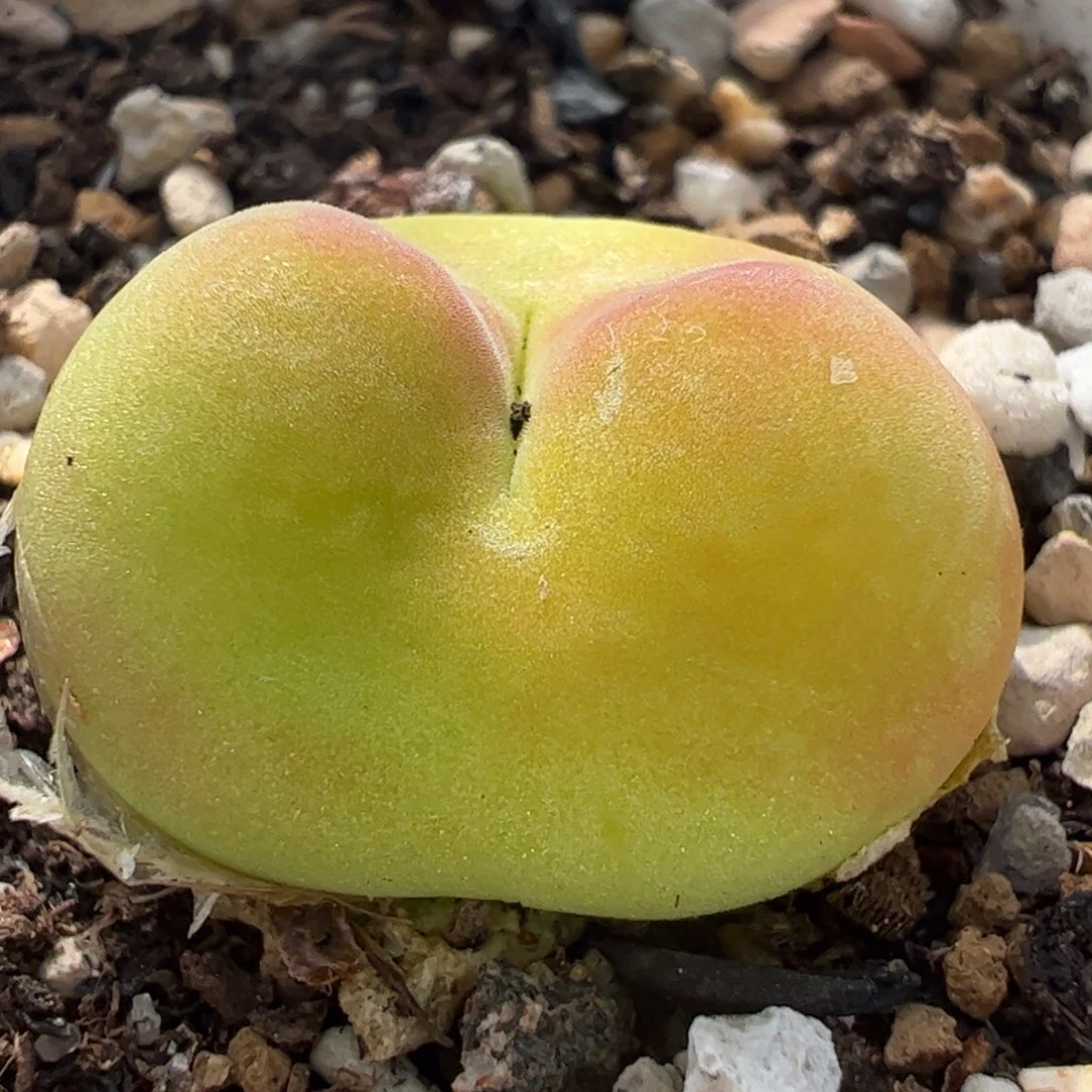 特价拉登毛多肉植物