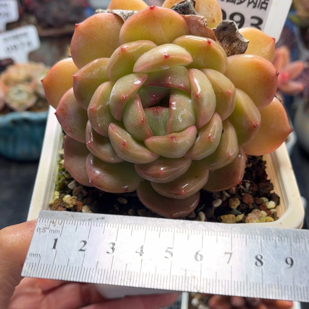 0993 天冷必拍保温箱