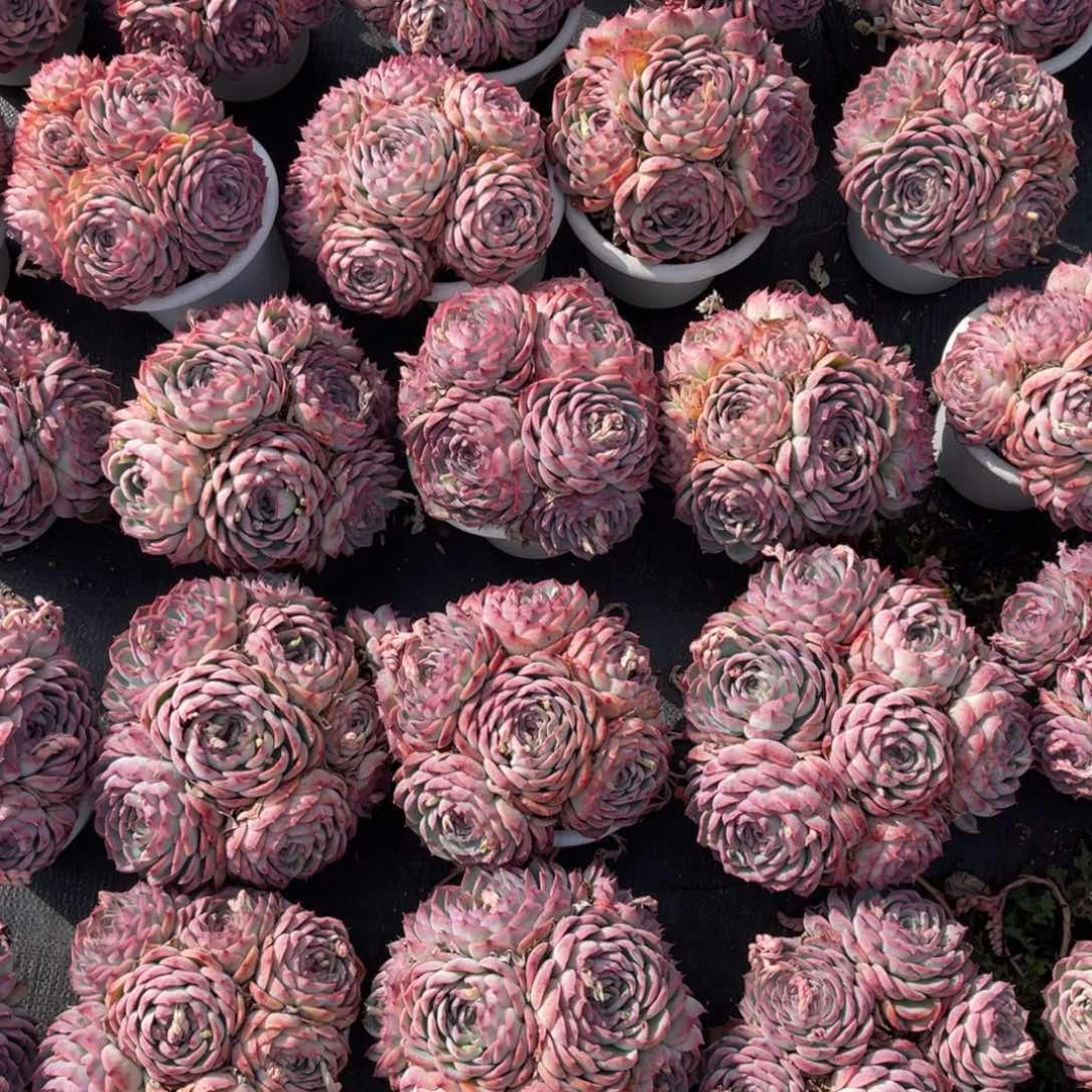 云舍多肉新年福利-侧影180