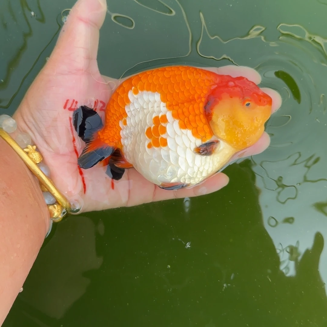 金鱼046三色红白兰寿