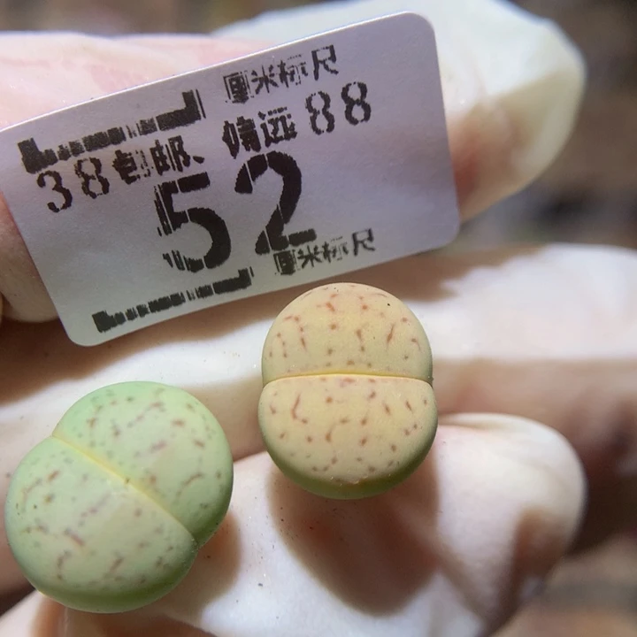 胖****溜Sss精品生石花多肉52