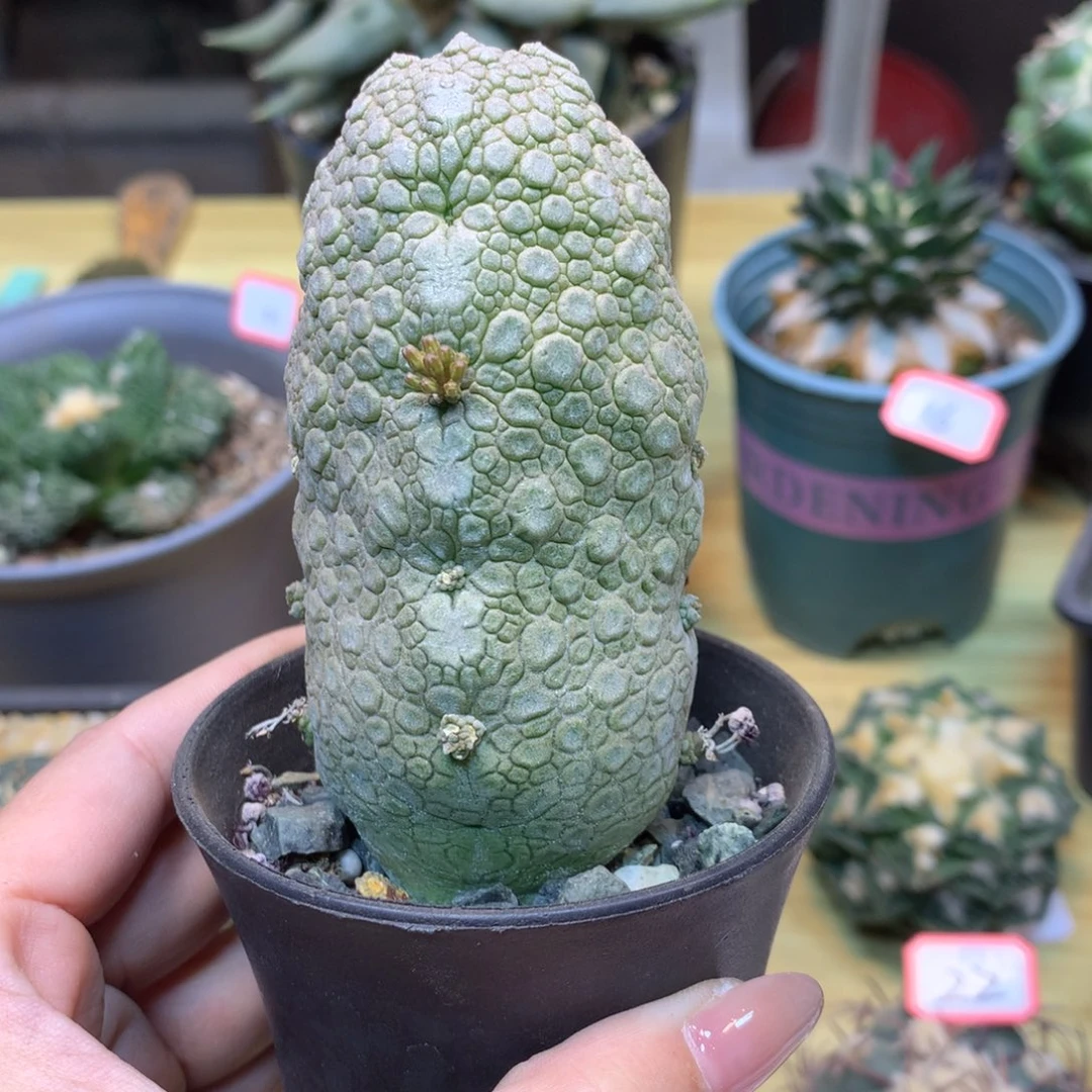 29号  实生林提玉4.5公分