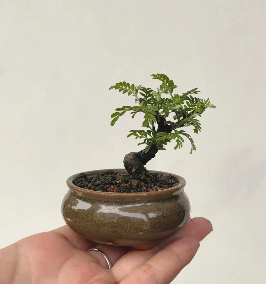 一物一拍按直播价格自行下单云南小石积微盆栽