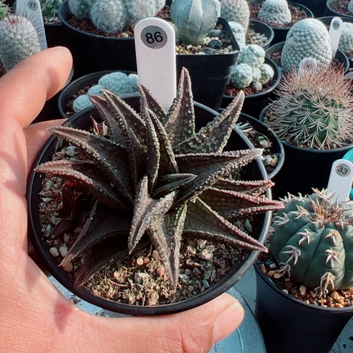 完全开放鬼瓦带盆发