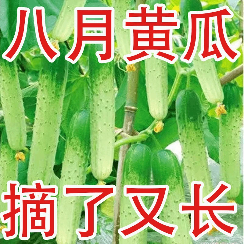 唐山秋瓜种子秋黄瓜高产水果黄瓜阳台小院春季秋季易播种蔬菜种子