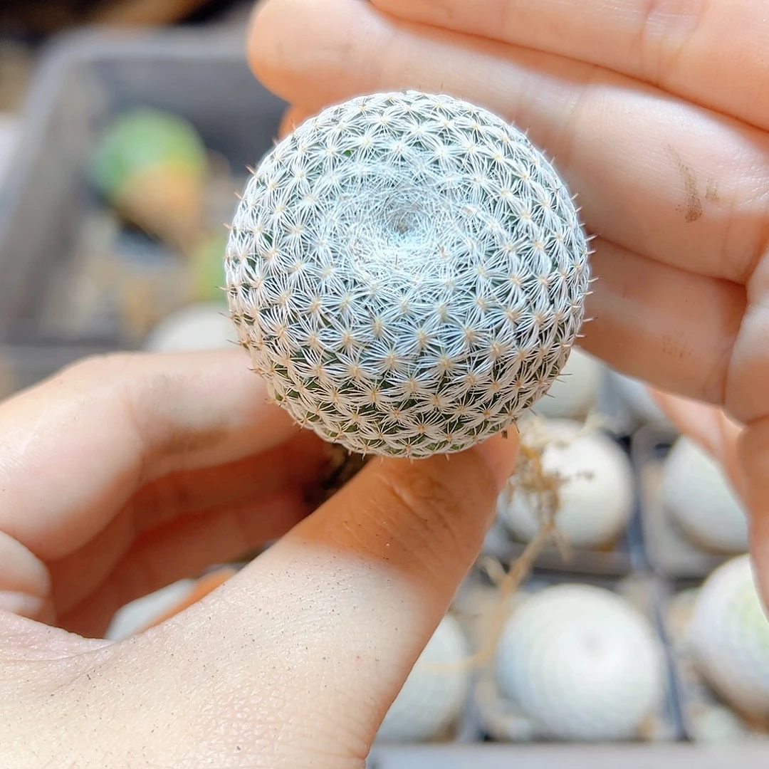 实生恋山彦3.7公分1颗