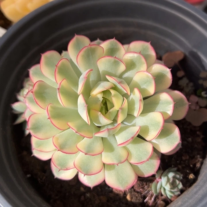 梦幻玫瑰黄锦一物一拍锦龙