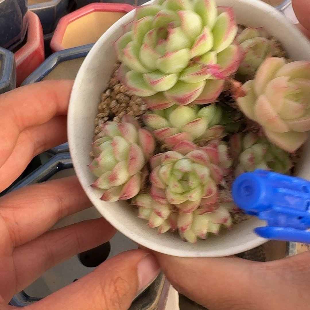 柚***子柚子专拍宝贝宝贝宝贝宝贝