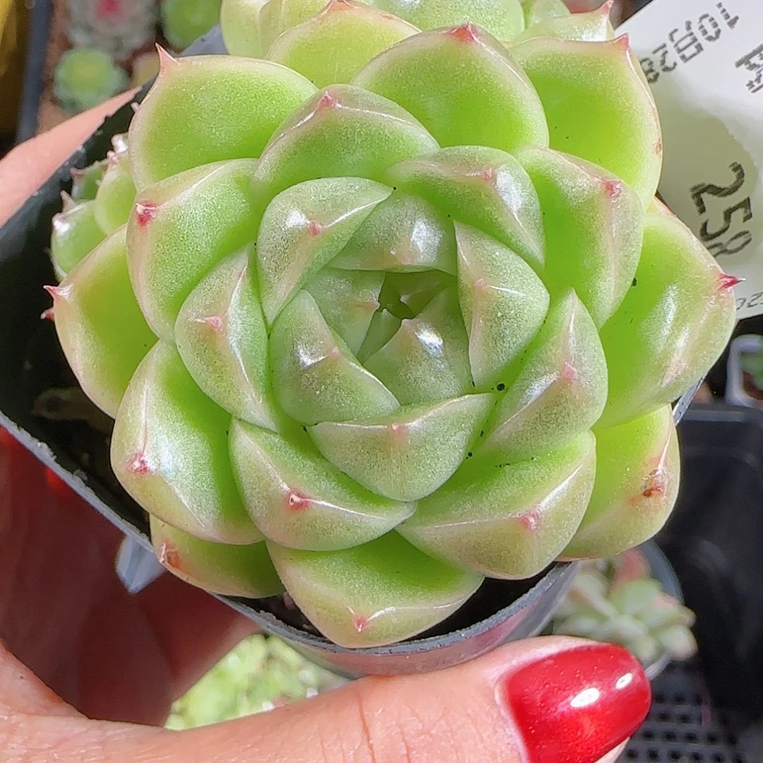 1025-258麦秆优选不包整