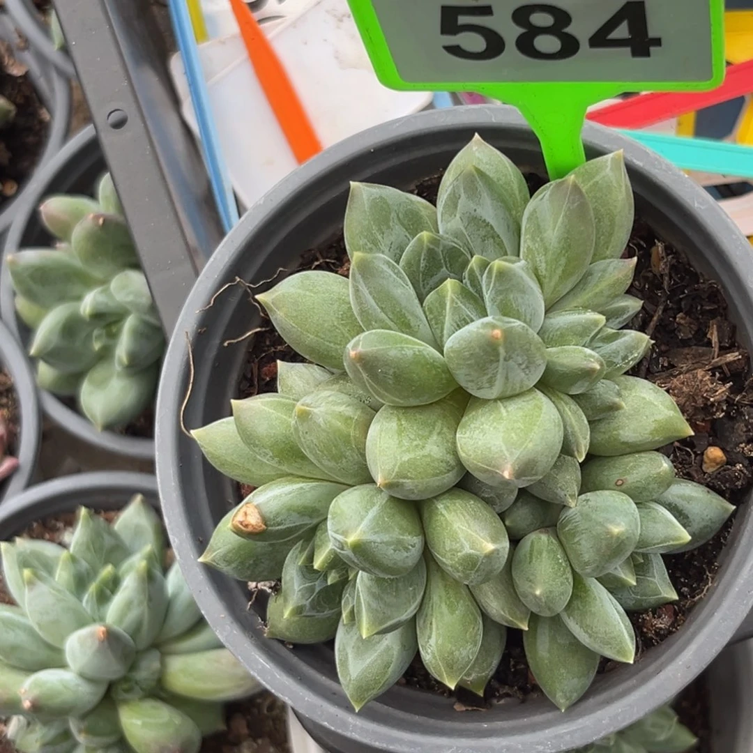 多肉植物彩体重楼群584