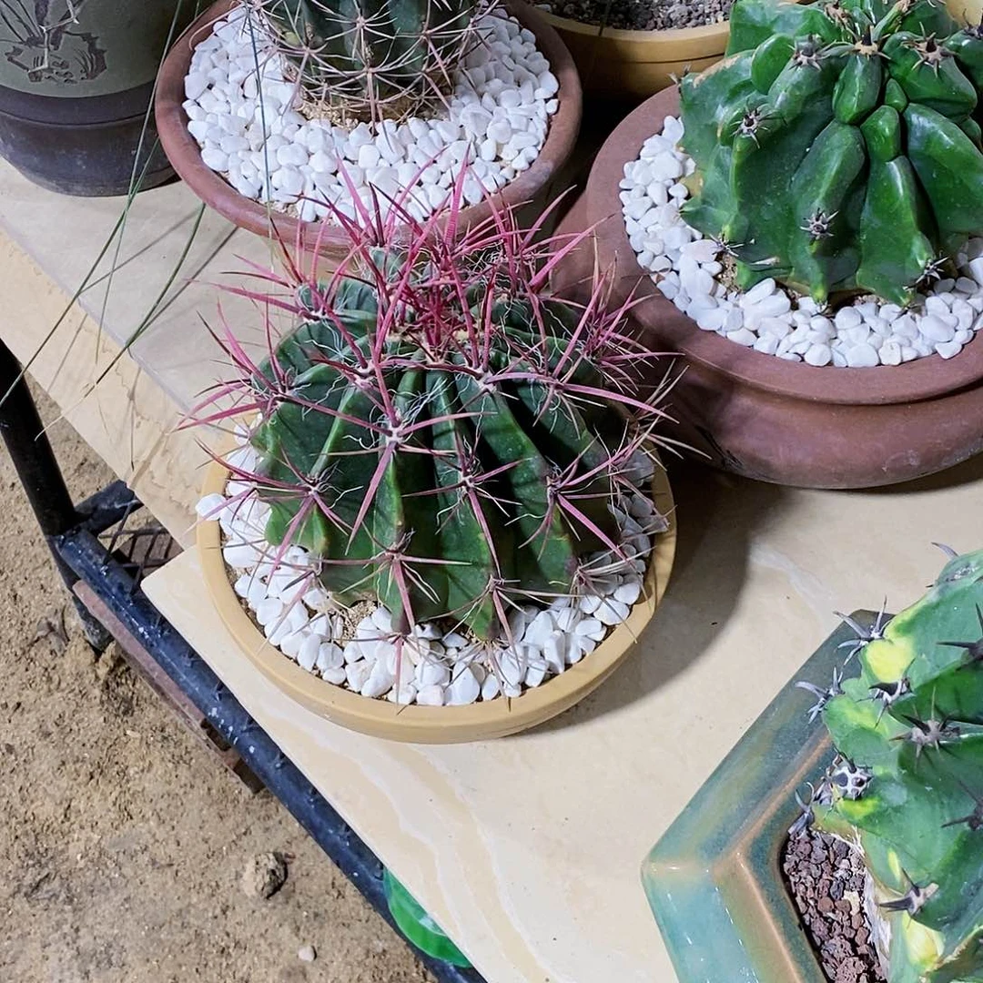 又**烟红虎一颗111111