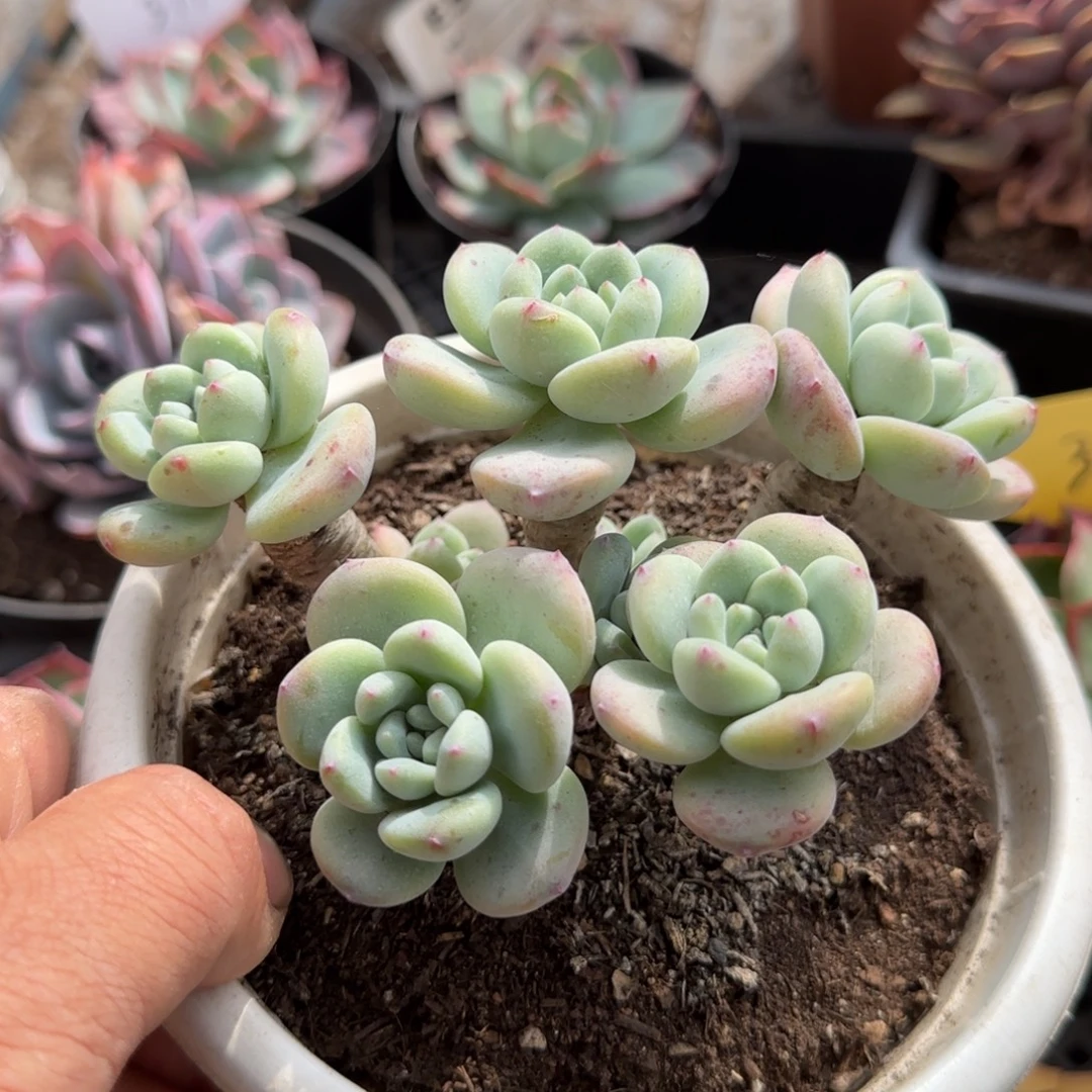 望舒一物一拍包装收缩花旱