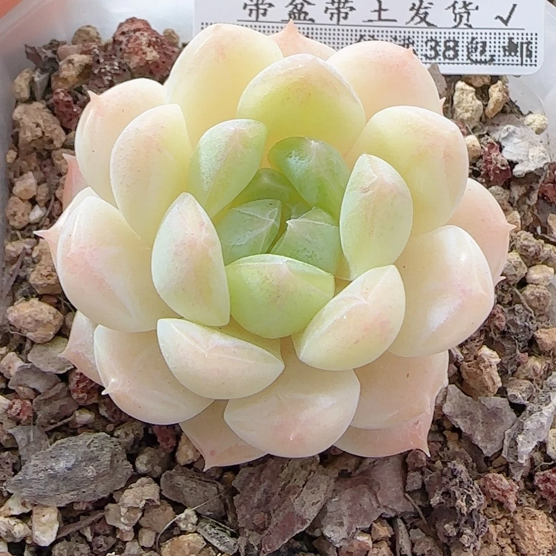 多肉0915--37白桃汽水