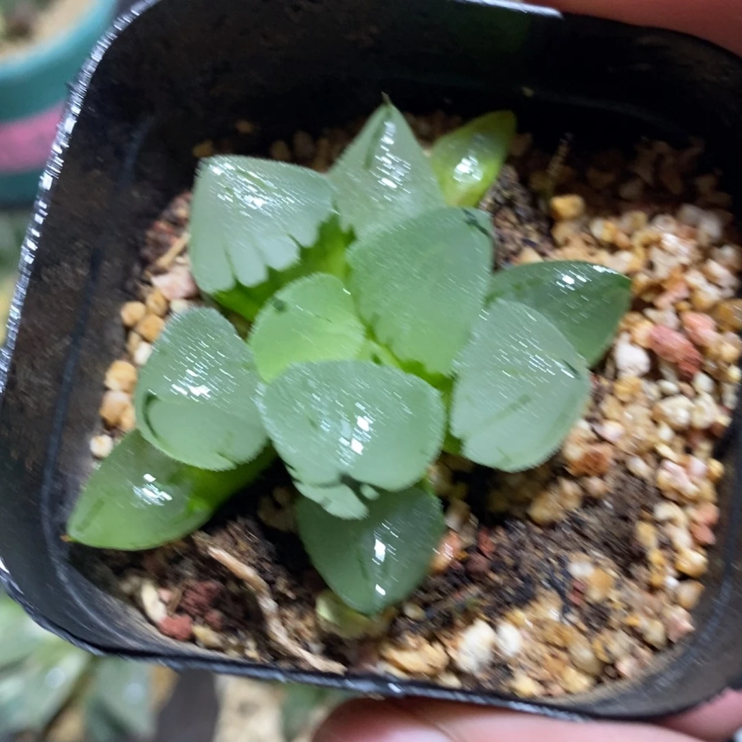 冰鸾玉一颗 开播福利