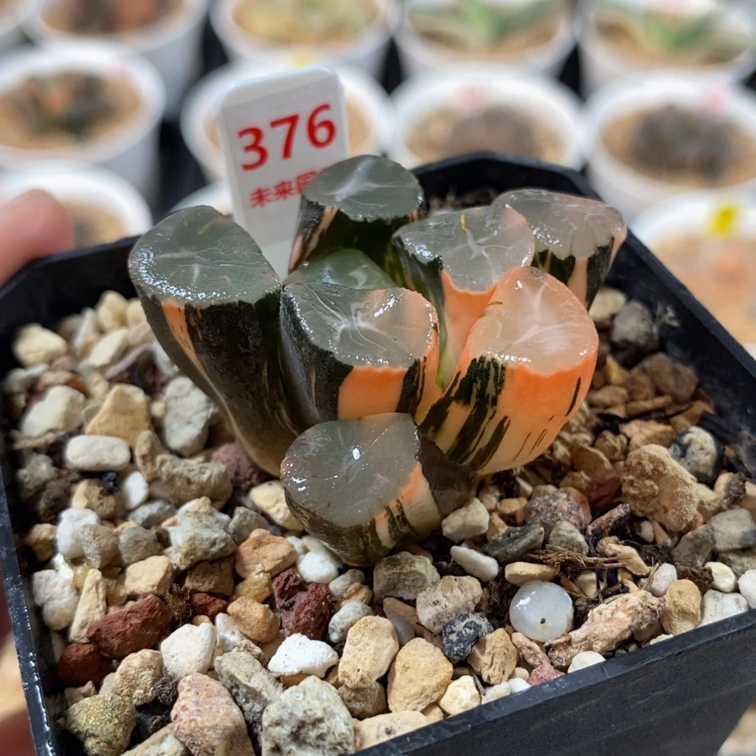 376山之翠万象锦一物一图