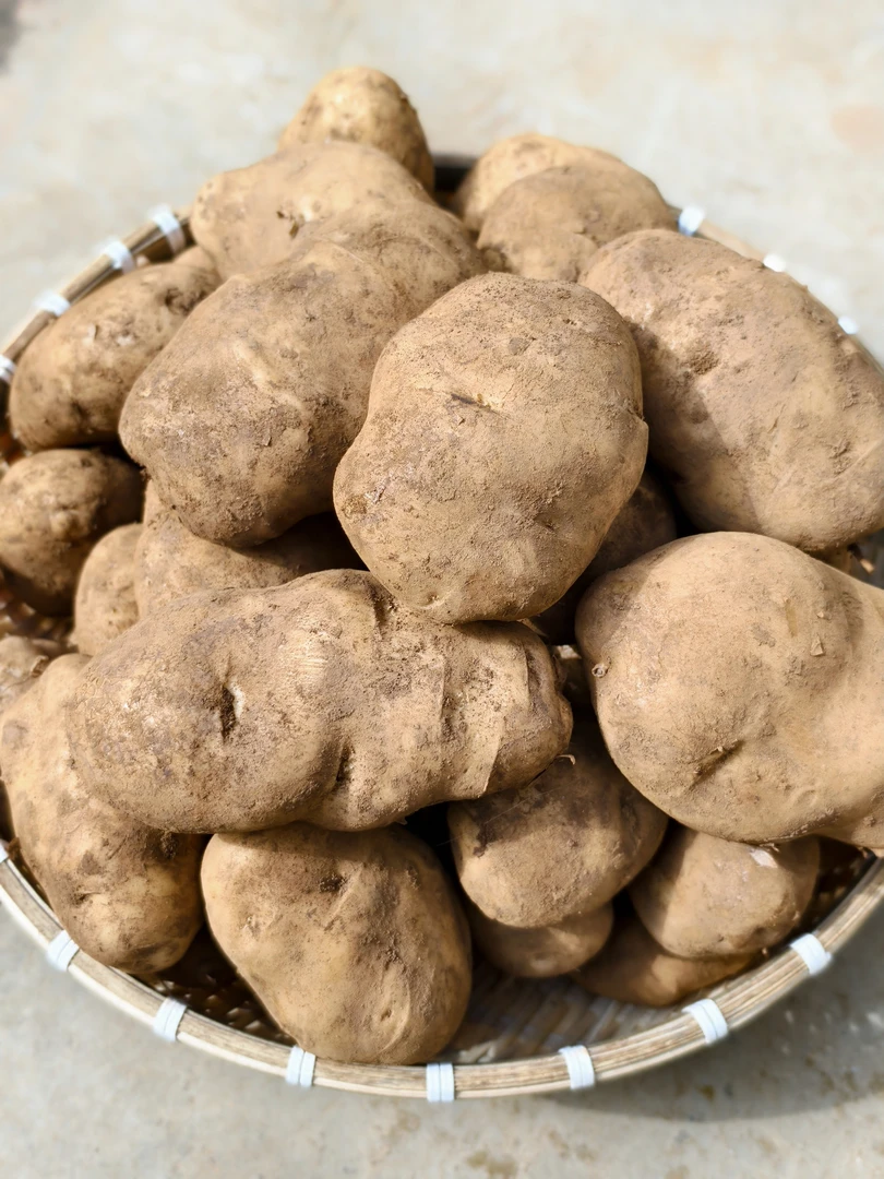 宣威东山农家自种老品种米拉洋芋（中大果）（中小果）